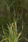 Tapertip cupgrass